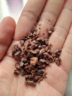Grué de cacao